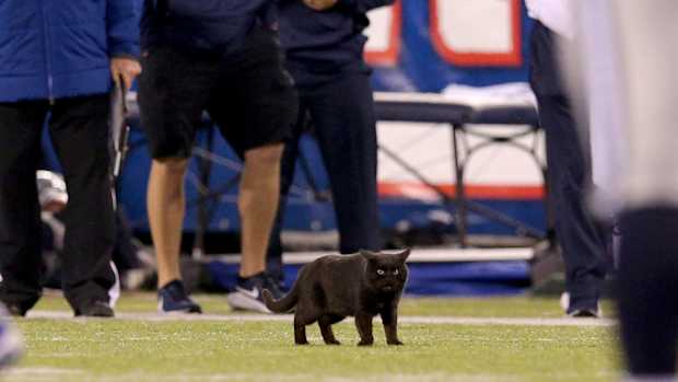MetLife Stadium Cat